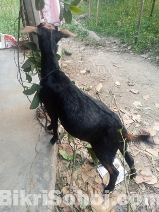 ছাগল